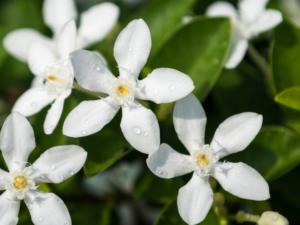 jasmin flower